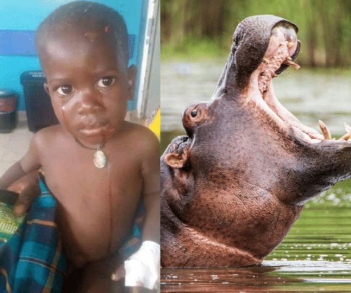 Bebê é engolido por hipopótamo e sobrevive ao ser cuspido pelo animal